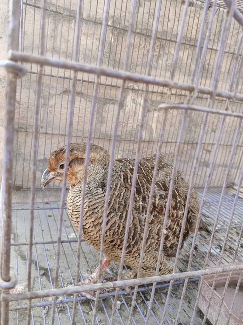 Gray Francolin 1