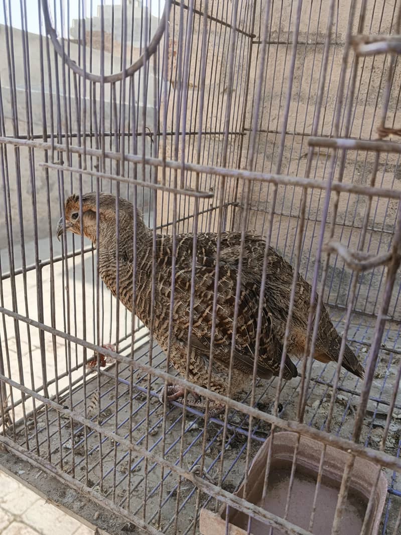 Gray Francolin 2