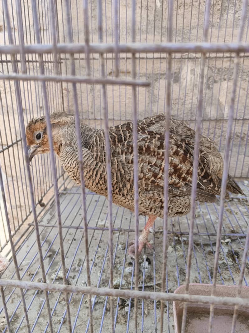 Gray Francolin 3