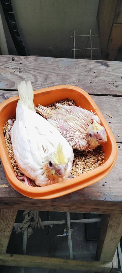 Breeder pair and Handtame chicks (03101131712)