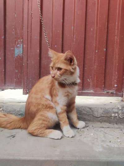 Goldon persian Male