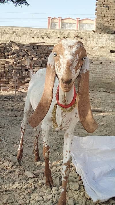 pure makhi cheeni path available