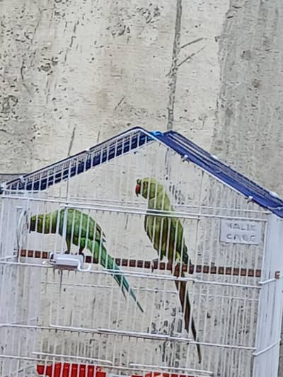 Abi ganhi a rahi ha parrot ko