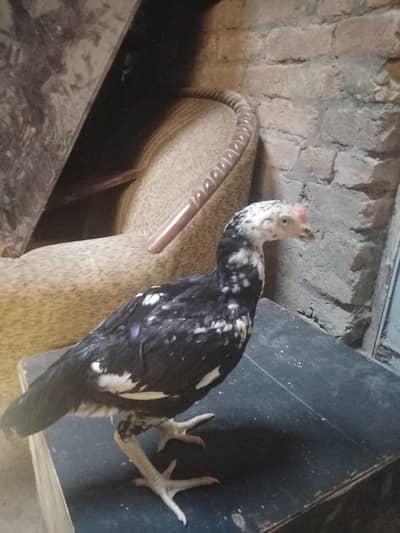 selling mushka chicks high quality