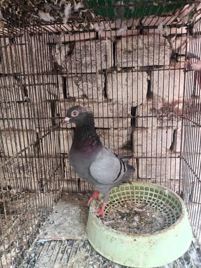 2 barrder male for sale location faslaabad cargu available hi