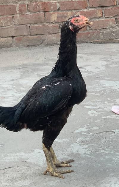 Black Banka Aseel Hen