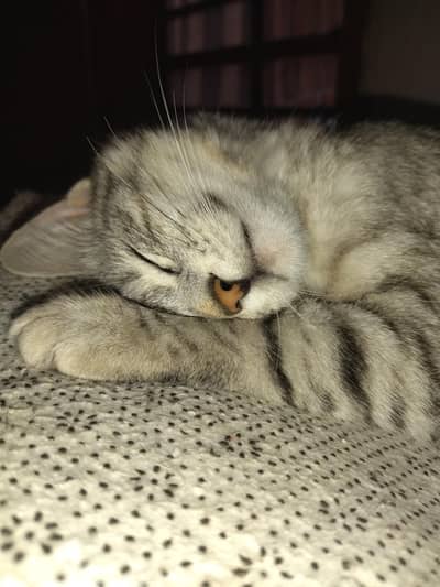 CAT FOR SALE
