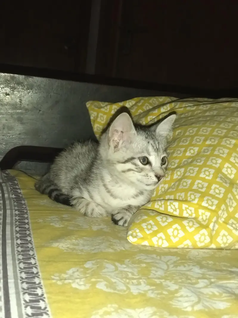 CAT FOR SALE — photo 2