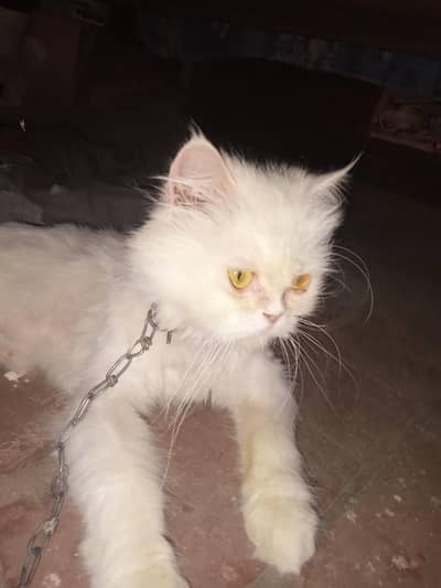 Persian Triple coat female cat for sale. Bahawalpur Bypass Multan