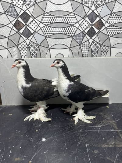 Sherazi Pair