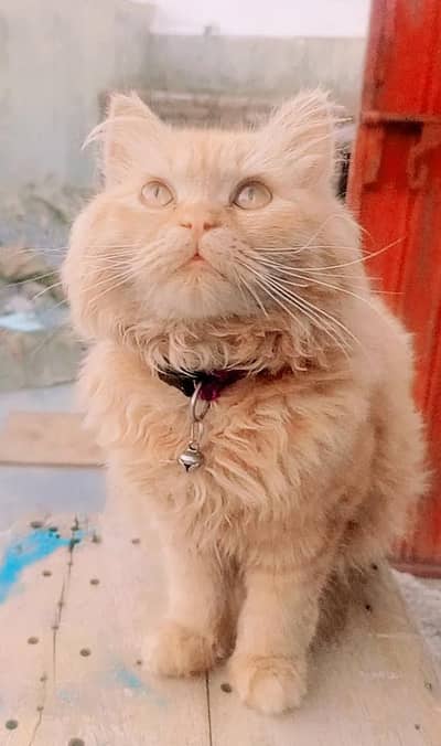 Persian Long Coat Female