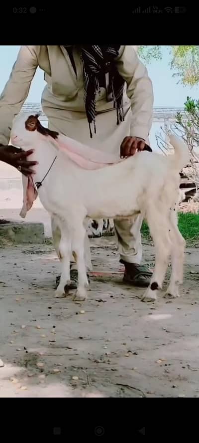 Gulabi Bacha