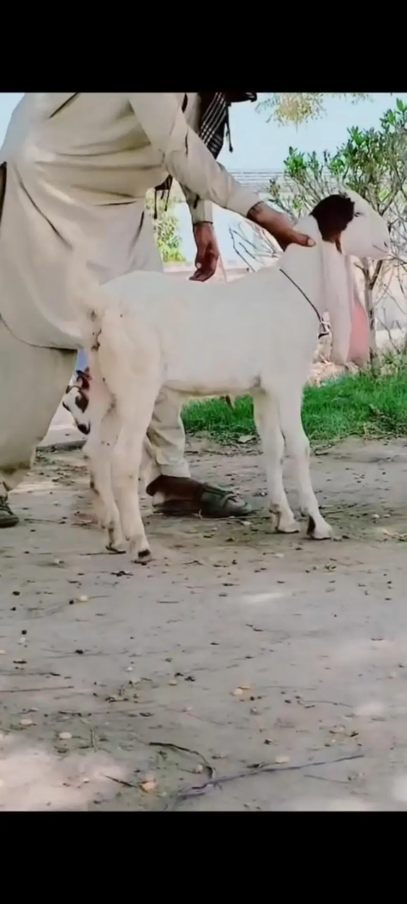 Gulabi Bacha — photo 2