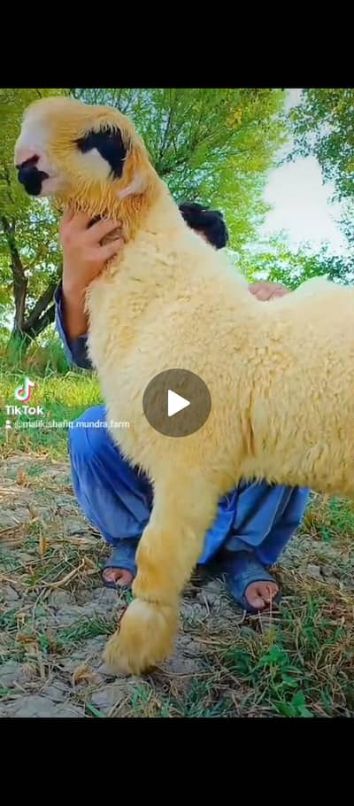 full original Mundra lakha 03206050461