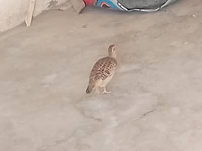 irani bredr nar