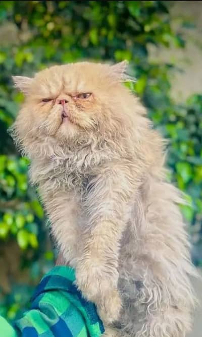 Piki face male cat available for stud service
