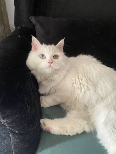 Persian cat for sale