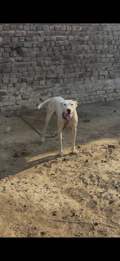 Gultair Dog Male For Sale || whatsapp || 0312/68/00/695
