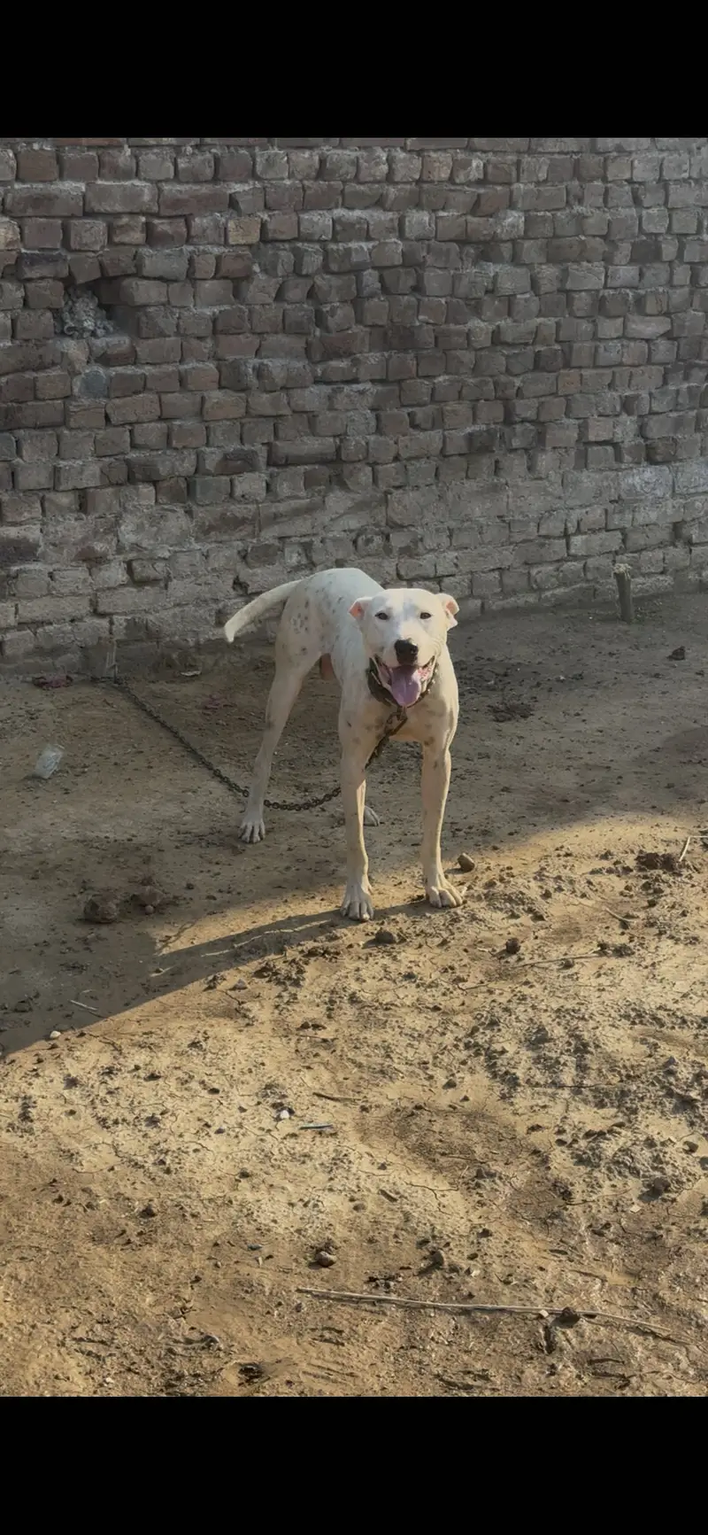 Gultair Dog Male | kohati gultair | gultair dog | dog | gultair male