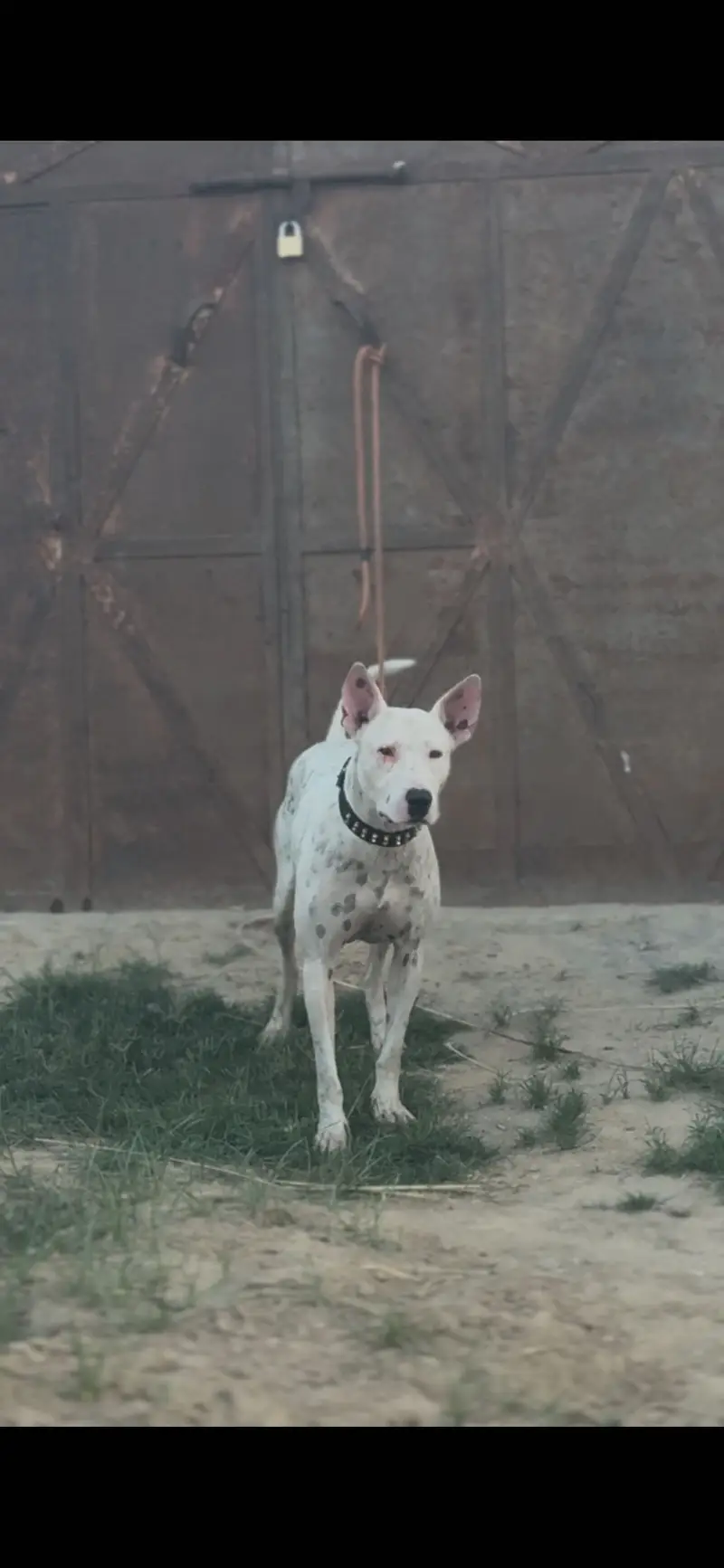 Gultair Dog Male | kohati gultair | gultair dog | dog | gultair male — photo 2