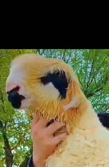 full original Mundra lakha 03206050461