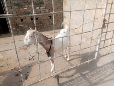 2 goat for sale white and brown home breed