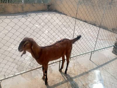2 Goats For Sale | Home Breed TDP & teddy nasal