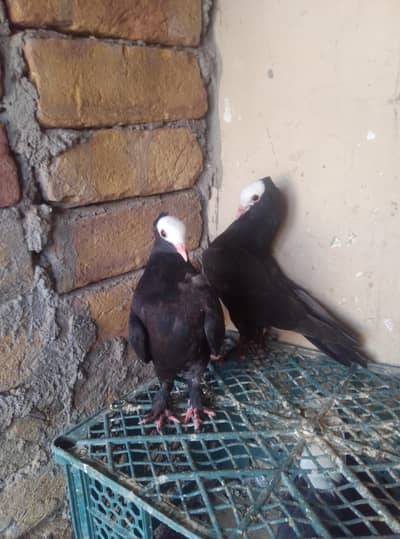 Healthy and active pigeon urgent for sale