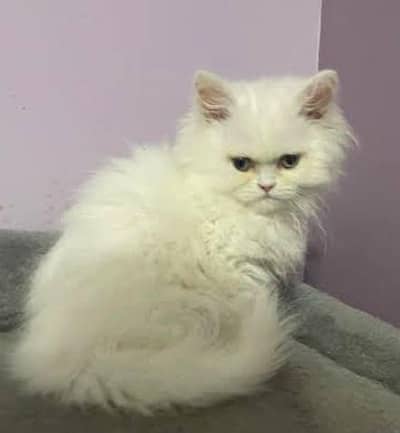 Persian cat triple coat eyes color change