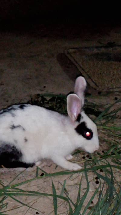 available rabbits in all ages baby rabbit, and male female adult