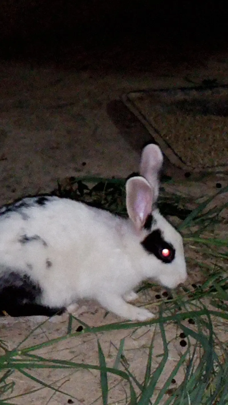 available rabbits in all ages baby rabbit, and male female adult