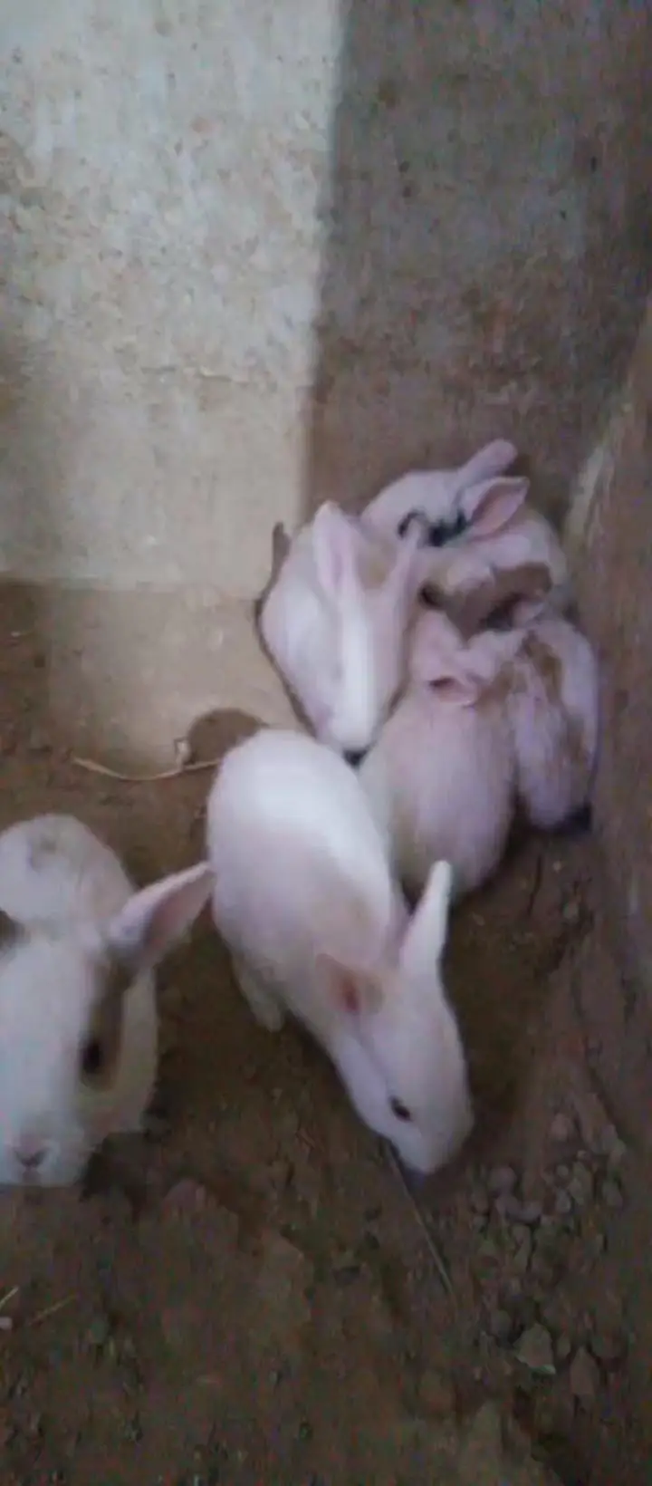 available rabbits in all ages baby rabbit, and male female adult — photo 2