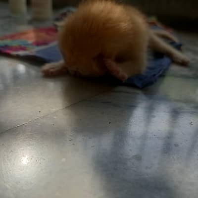kitten 