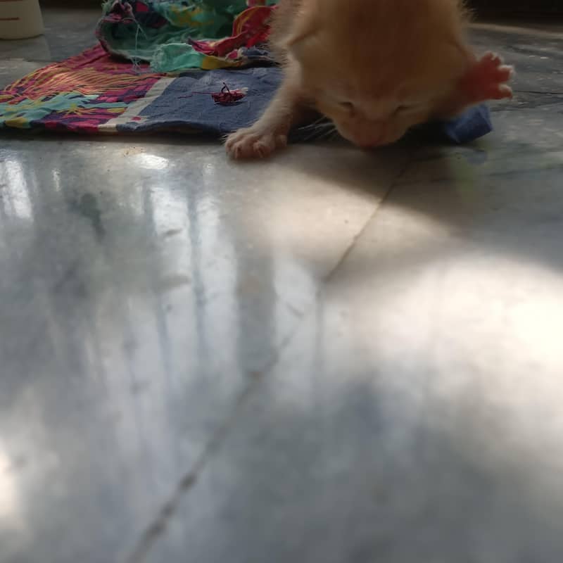 kitten  1