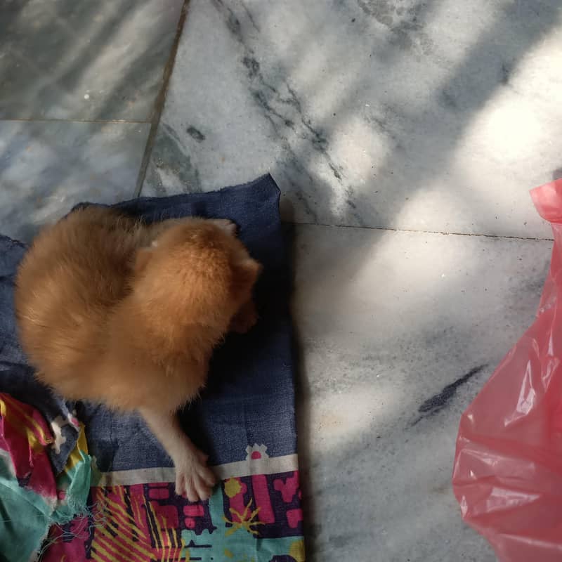 kitten  2