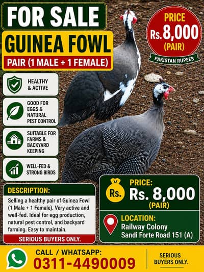 Healthy Guinea Fowl Pair for Sale – Rs. 8,000