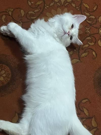Beautiful Persian Cat for sale