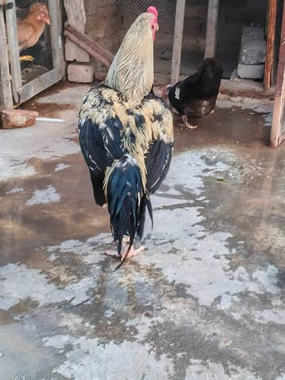 Aseel Mianwali jawa murga home breed