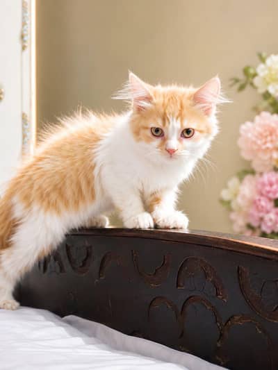 Persian triple coated cat
