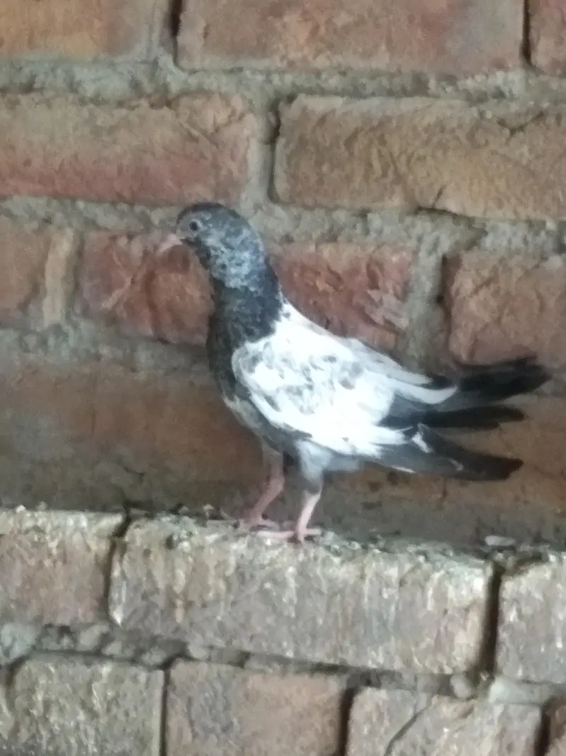 Super Fly Pigeons — photo 6