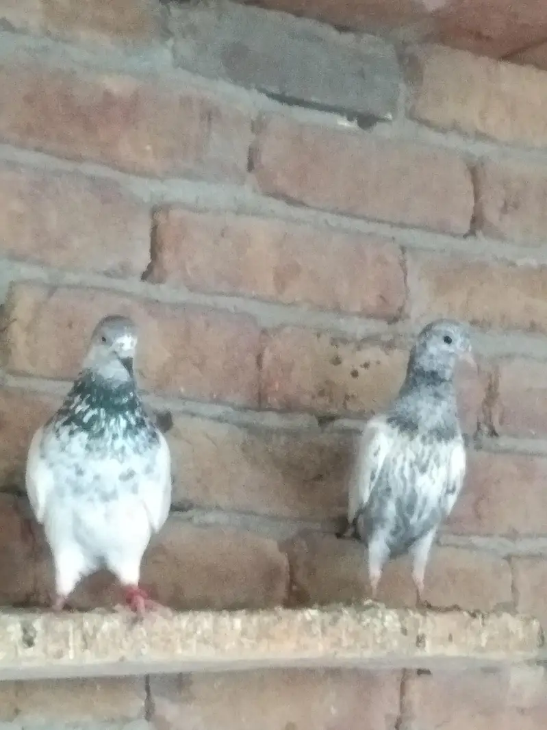 Super Fly Pigeons — photo 7