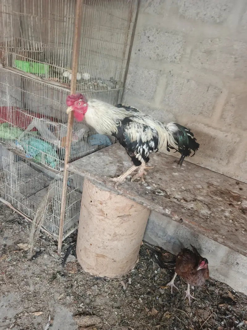 aseel murgi and murga — photo 7