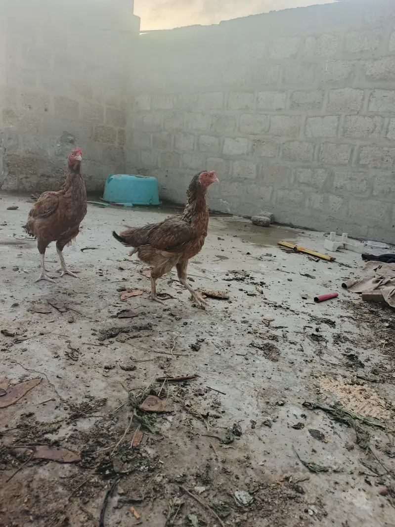 aseel murgi and murga — photo 8