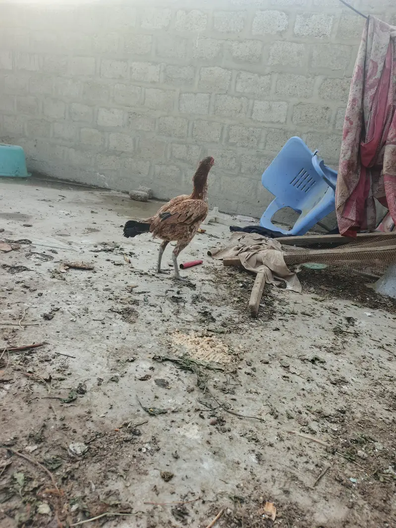 aseel murgi and murga — photo 10