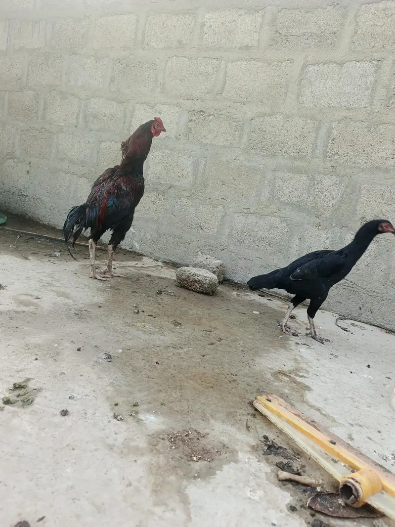 aseel murgi and murga — photo 12