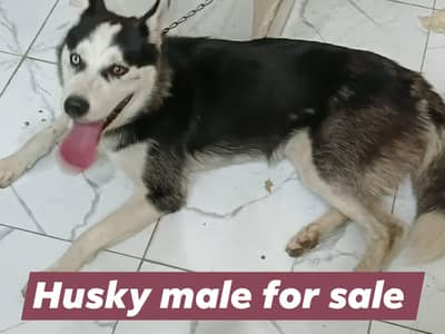Siberian husky male for sale
