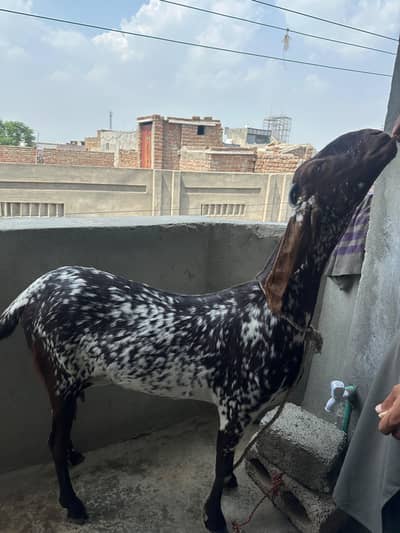 Pure Makhicheeni bakri forsale (03705933305) Whatsapp urgent sale