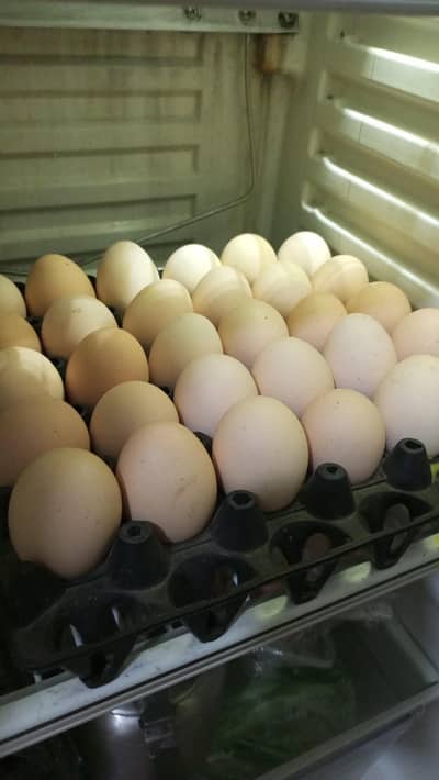 Desi Eggs for sale | Pure Desi eggs | Brown eggs | Desi eggs