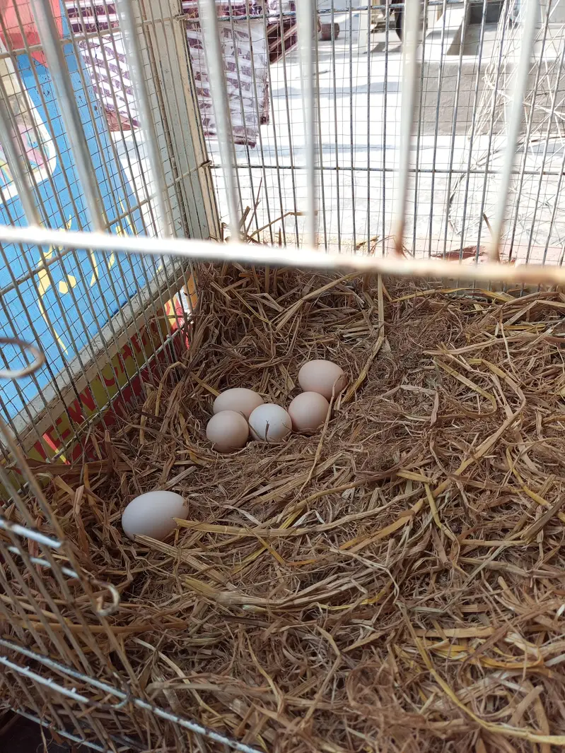 Desi Eggs for sale | Pure Desi eggs | Brown eggs | Desi eggs — photo 2