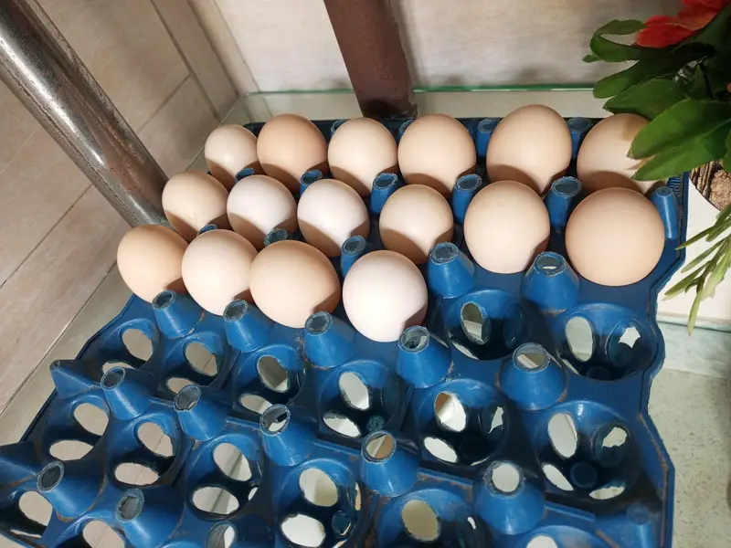 Desi Eggs for sale | Pure Desi eggs | Brown eggs | Desi eggs — photo 3